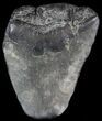 Partial, Megalodon Tooth - Georgia #48948-1